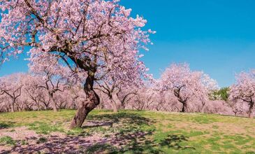 DATÇA BADEM ÇİÇEĞİ FESTİVALİ TURU