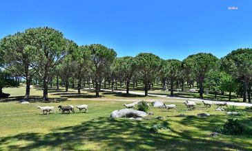 05-06 MAYIS 2026 BERGAMA ANTİK KENTİ-AŞIKLAR ŞELALESİ-KOZAK YAYLASI