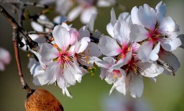 DATÇA BADEM ÇİÇEĞİ FESTİVALİ TURU