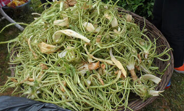 29 MART 2026 BODRUM ACI OT FESTİVALİ & SÖKE NOVADA  OUTTLET AWM  TURU